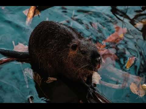 GaryTheBeaver - Minimal Beaver Liquid - 3 Deck Drum & Bass Set