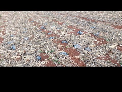 CAÇADA DE ASA BRANCA, SÓ PAULADA  TOP.