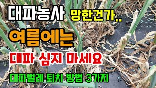대파농사 여름에는 대파심지마세요 대파병해충이 가장 많은 시기 대파벌레 퇴치방법 3가지 막걸리트랩 친환경토양살…