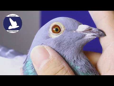 BE17 4246320 Pipa Elite Center Halfsister Porsche 911