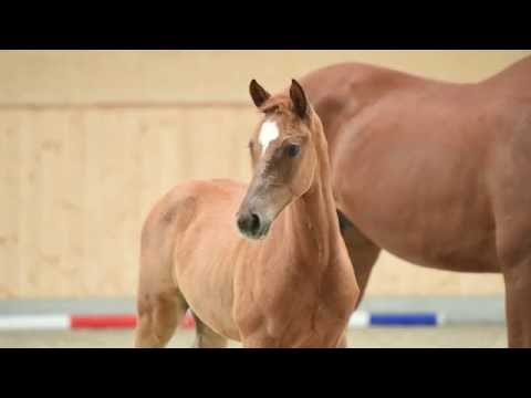 Holsteiner Fohlenauktion 2016 in Behrendorf - Nr. 05 v. Casall - Calido I