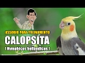 WHISTLE EXAMPLE ANDY GRIFFITH THEME FOR TRAINING COCKATIEL