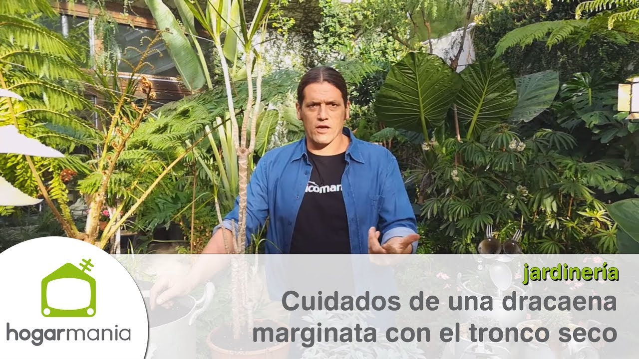 Watch ¿Cómo recuperar una dracaena marginata cuyo tronco se ha secado - Briconsulta - @Jardinatis Now ¿Cómo recuperar una dracaena marginata cuyo tronco se ha secado - Briconsulta - @Jardinatis