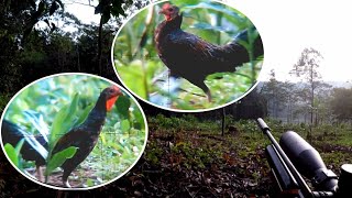 Download lagu Berburu Ayam Hutan. Musim Ayam Hutan Muda 😋 mp3