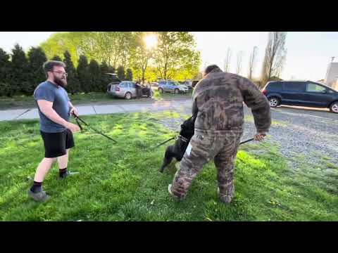 Pike z Jukasu - protection training - 9 months
