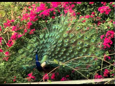 Mayoora Narthanam Aadi..!!(Mini Anand)