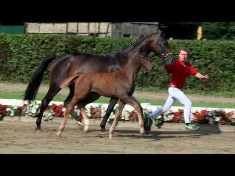 125 Visionärin Stute v. Vivaldi - Hotline