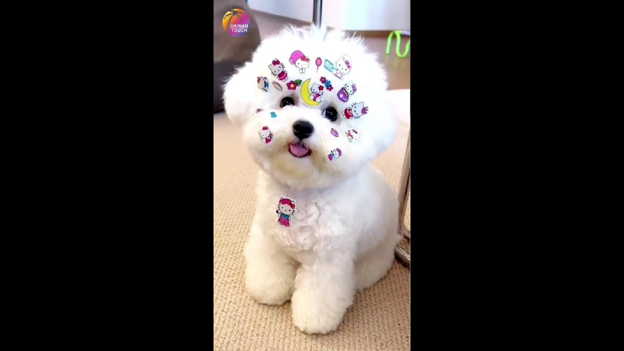 Cute Puppy with Hello Kitty Stickers All over Face