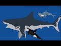 great white shark vs orca vs sword fish vs megalodon