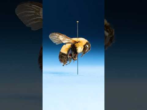 This Insect Is An Imposter