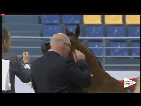 Sharjah 2016 - N.13 ETLALAT AL KHALEDIAH - Sharjah 2016 - Yearling Fillies (Class 1A)