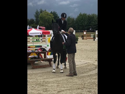 Dimaggio x Collin L 6j. A plaziert & Eignung gewonnen. www.stöcker-verkaufspferde.de