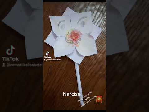 Narcisa - Daffodil