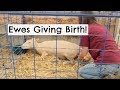 Ewes Giving Birth Assisted And Unassisted Vlog 22