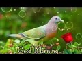 Good Morning Video Good Morning Status Good Morning Song Good Morning