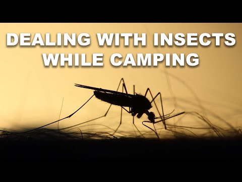 Dealing With Insects While Camping