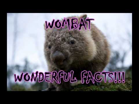 Wonderful Facts About Wombats