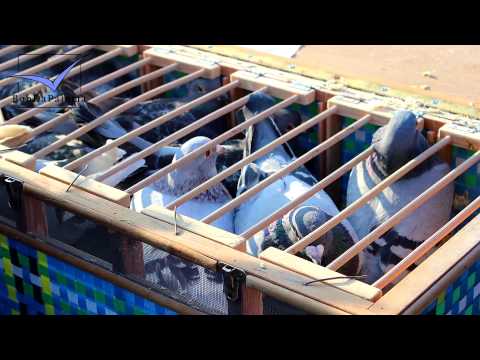 Lier, Belgium Racing Pigeon Market 2015