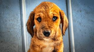 Abandoned Puppy was Scared to Death and Struggling to Survive until This Happened