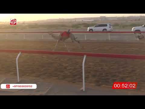  ش 7 (شاهين) لـ  الشرقي بن حموده بالزفنه الحرسوسي 2:15 , شارة الصندوق 2026/06/07 فطامين الجبيب  