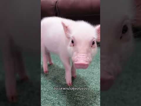 เลี้ยงหมู 100 วันเอาไว้กิน