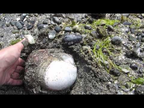 Uncovering a huge moon snail buried in sand