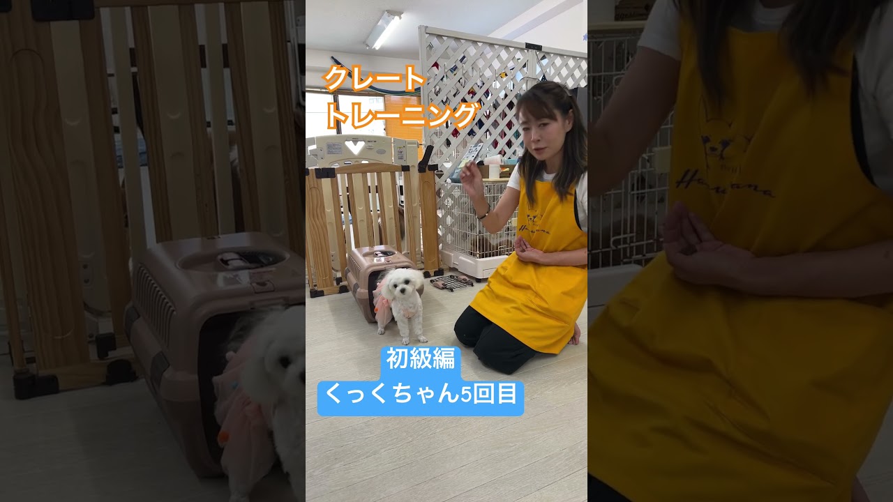 はじめてのクレートトレーニング5回目 #いぬのきもち #ドッグトレーニング #犬 #犬のしつけ #犬のいる暮らし #クレートトレーニング