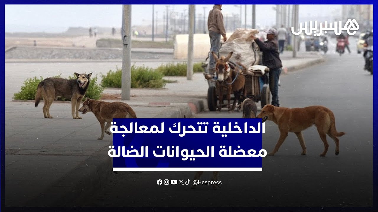 وزارة الداخلية تتحرك من أجل معالجة أفضل لمعضلة الحيوانات الضالة thumbnail