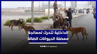 وزارة الداخلية تتحرك من أجل معالجة أفضل لمعضلة الحيوانات الضالة thumbnail