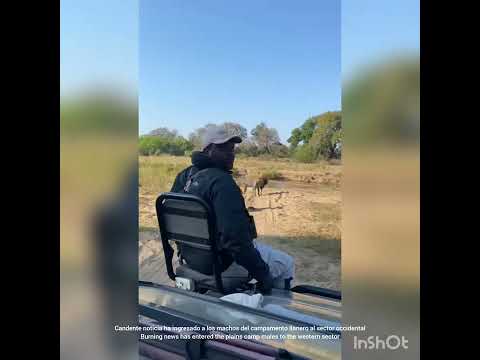 The males of the plains camp entered the western sector and the chaos ensues