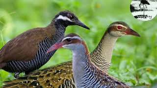 Download lagu Suara pikat DUO SINTAR cocok untuk malam mp3 Download lagu Suara pikat DUO SINTAR cocok untuk malam mp3