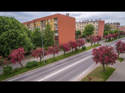 Kwitnąca ulica Wyspiańskiego w Tarnobrzegu - wideo z drona 4k