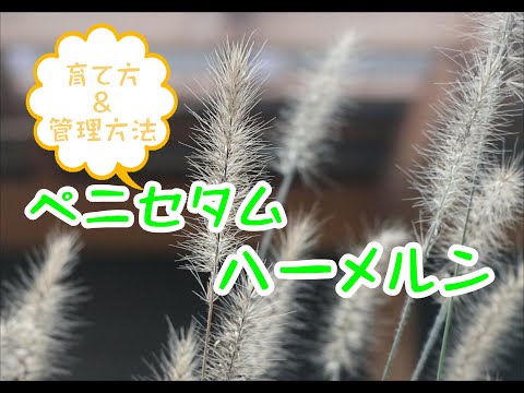 ペニセタム、羽毛毛草 植物