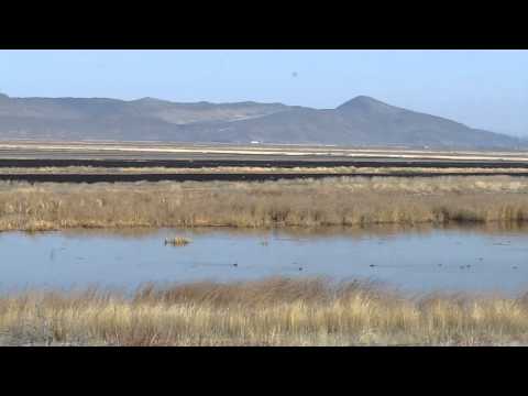 Tule Lake National Wildlife Refuge: Birding Paradise in the High Desert