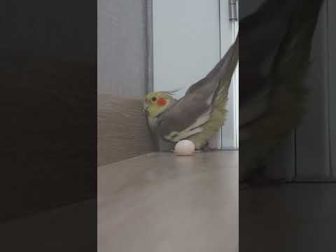 Cockatiel LAYING EGGS At The Door! 😀 Cockatiel Sounds | Cockatiel Bird | Cockatiel | Parrot #Shorts