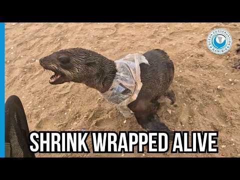 Beach Party Litter Left Behind - Another Seal Entangled