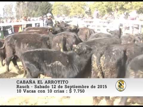 12-09-15 Venta de Vacas con crìa al pie - Cabaña El Arroyito - Rauch.