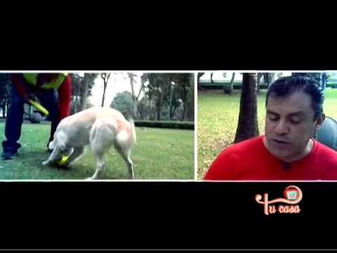 CONTACTO ANIMAL DISC DOG