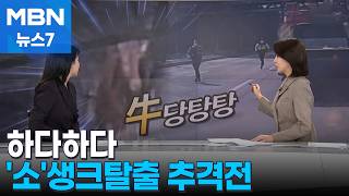 Download lagu [사건추적] 하다하다 '소'생크탈출 추격…숙박업소 주인 '눈썰미'에 덜미 [MBN 뉴스7] mp3