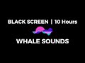 BLACK SCREEN 10 Hours Of WHALE SOUNDS For Deep Sleep