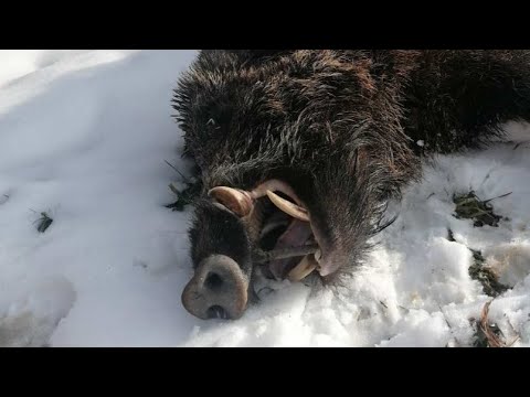 LOV DIVLJI VEPAR ,KAPITALAC BEZI KAO ZEC NA METAR PRED KERA PADA OVO SE NE VIDJA UVEK  LUDO  !!!