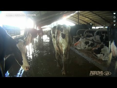 Undercover Videos Show Alleged Abuse at Organic Dairy Farm