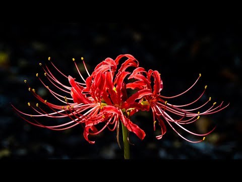 庭にある最も危険な有毒植物10選 自然と動物