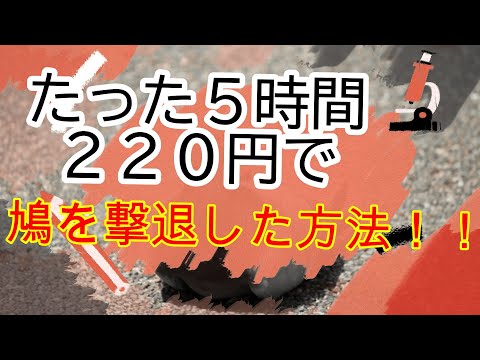 ハトを永久に遠ざけるにはどうすればいいですか？本当に役立つヒントとコツ  庭園