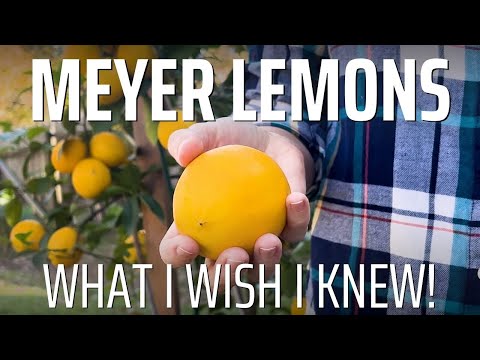 What I Wish I Knew Before Growing MEYER LEMONS