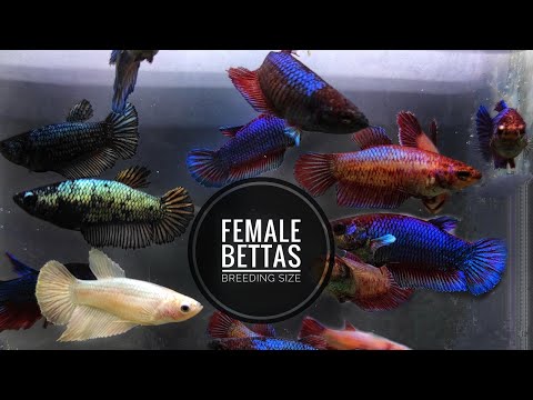 Female betta (fighter) fish, size: 2- 2.5 inch