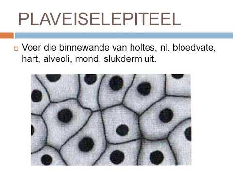 LEWENSWETENSKAP GRAAD 10: 12 Augustus 2020 - periode 7 (12107)