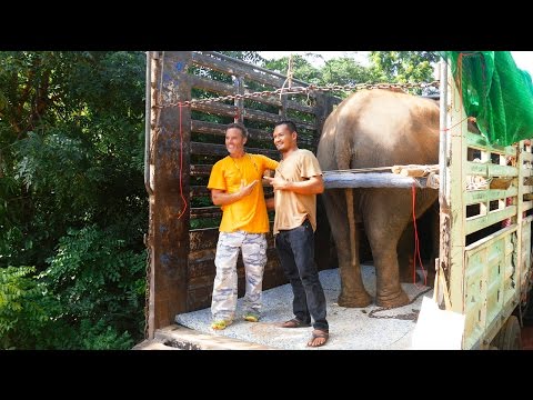 download lagu mp3 mp4 Buy An Elephant, download lagu Buy An Elephant gratis, unduh video klip Buy An Elephant