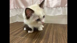 ラグドールの動画01