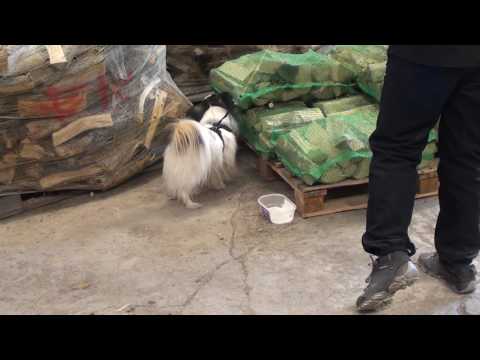 Nose Work Klas 3e sök idag